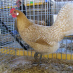 Friesian Chicken - hen