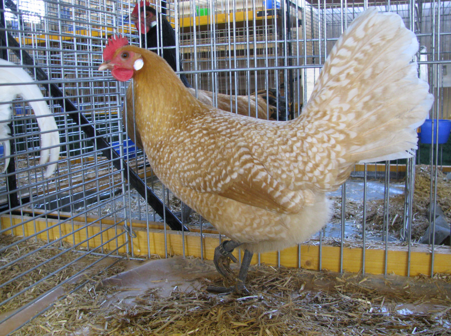 Friesian Chicken - hen