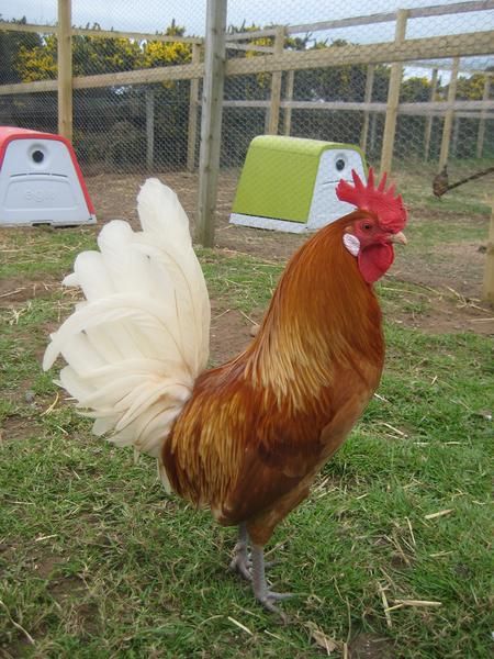 Friesian Chicken - rooster