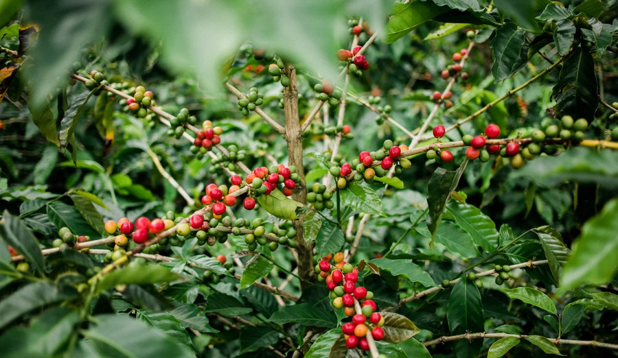 Kapeng Barako - Arabica
