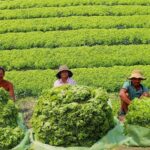 Lettuce Farming