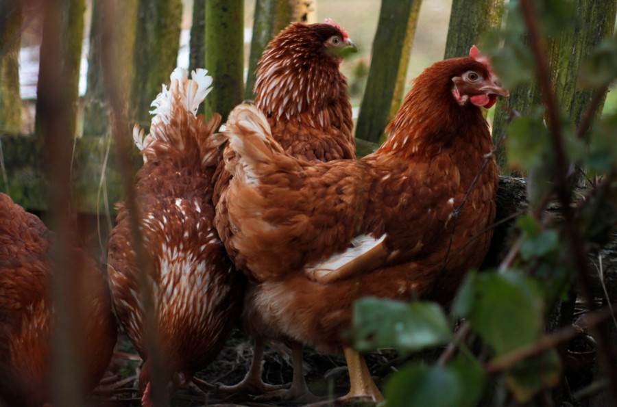 Lohmann Brown hens