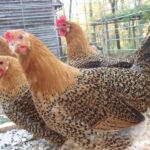 Siciliana Chicken