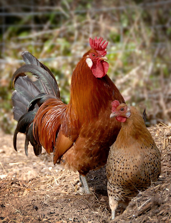 Siciliana Chicken - American Buttercup