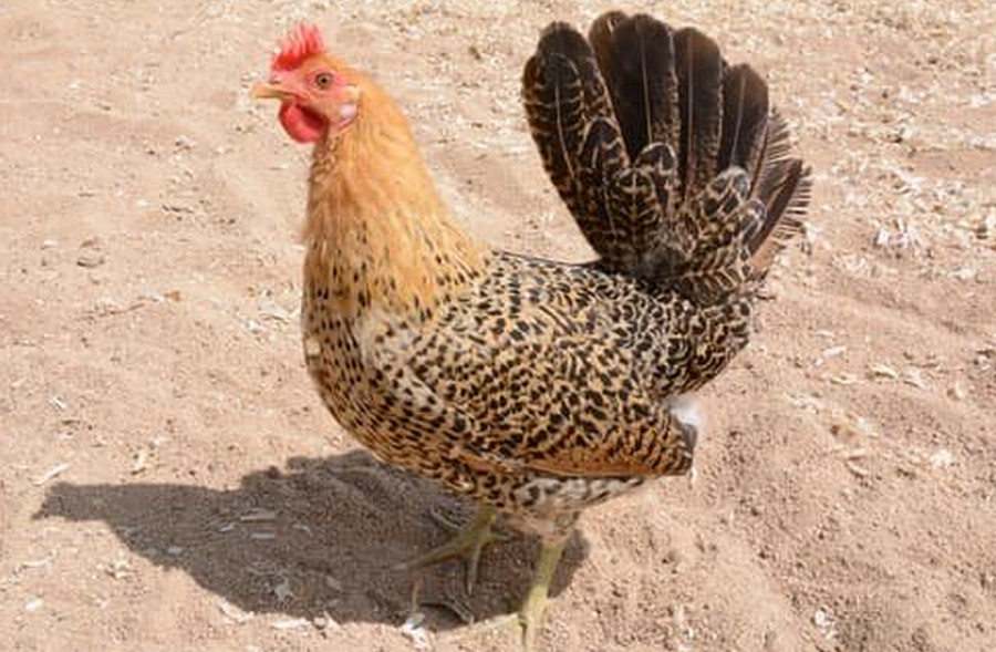Siciliana Chicken - hen