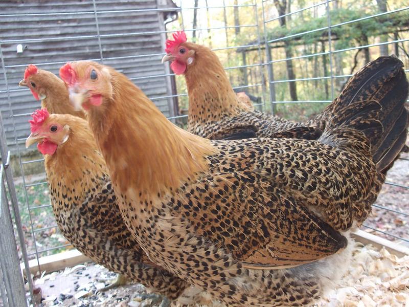 Siciliana Chicken: Sicily’s Ancient Breed With the Cup-Shaped Comb