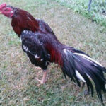 Thai gamefowl