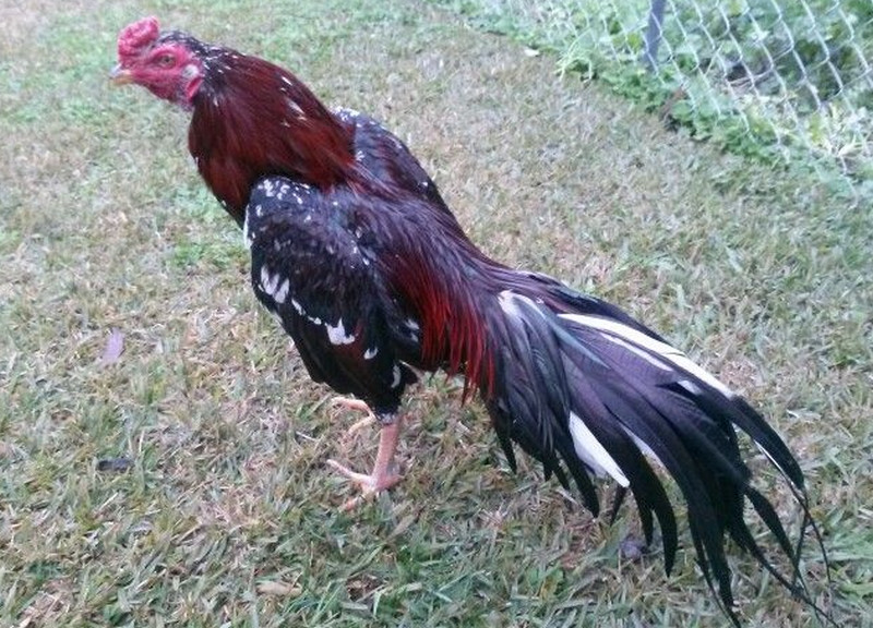 Thai gamefowl