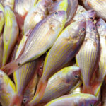 Threadfin bream fish