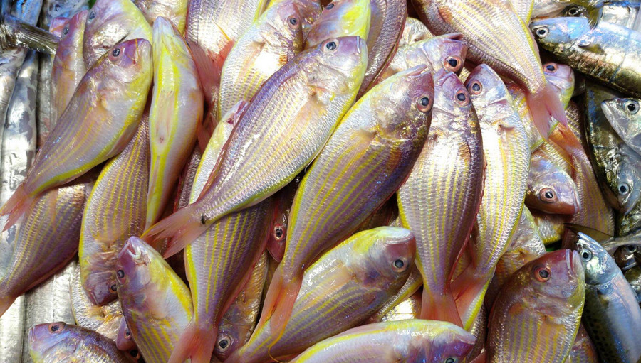 Threadfin bream fish