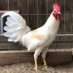 White Claret Gamefowl