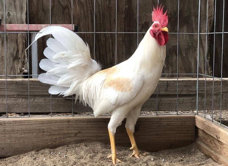 White Claret Gamefowl