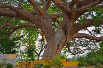 5 Fast Growing Trees in the Philippines Worth Planting