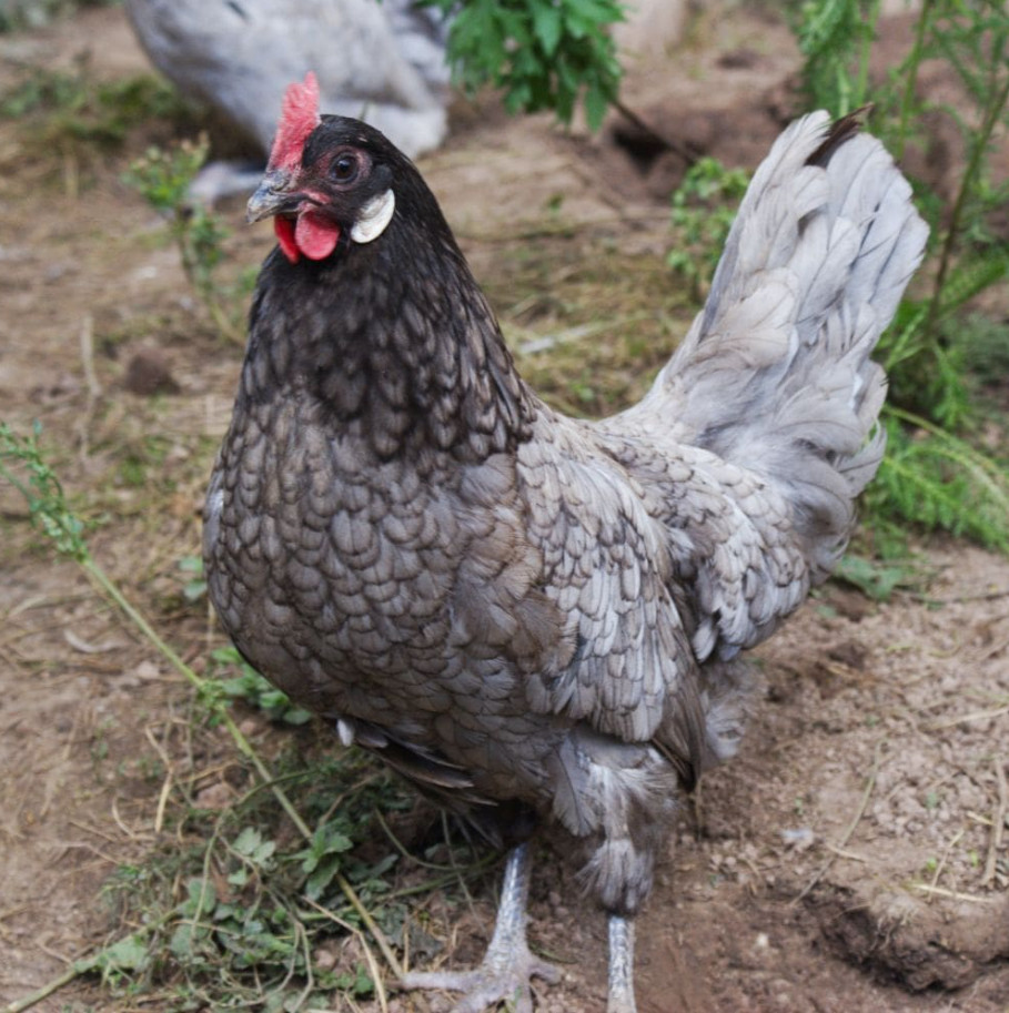 andalusian chicken - blue andalusian hen