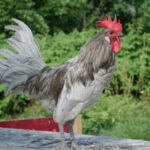 andalusian rooster