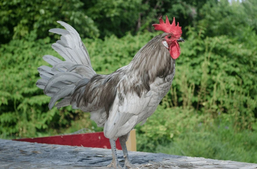 andalusian rooster