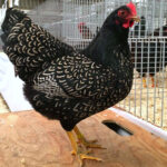 barnevelder chicken breed