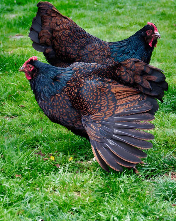 barnevelder chicken breed - hens