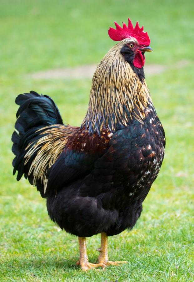 barnevelder rooster