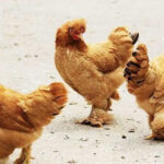 beijing you chicken