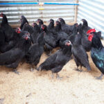 black australorp chicken