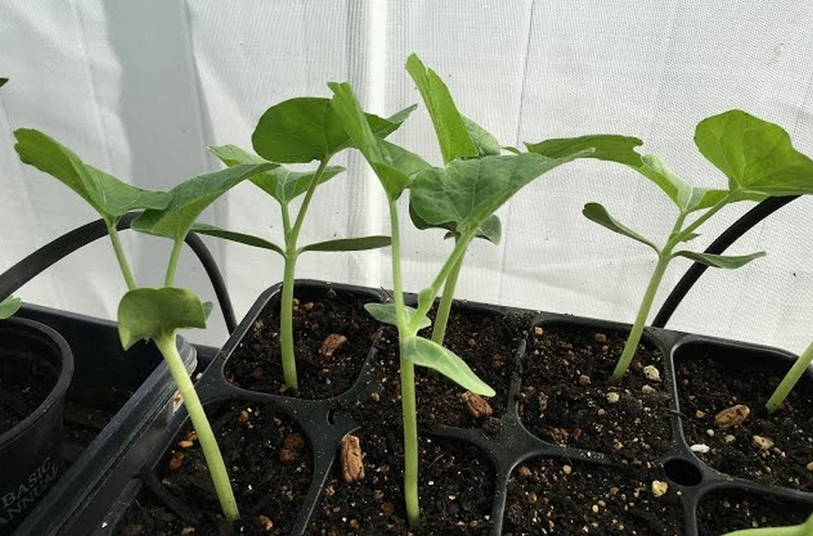 bottle gourd seedlings