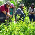 calamansi farming UP