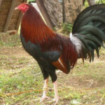 claret gamefowl