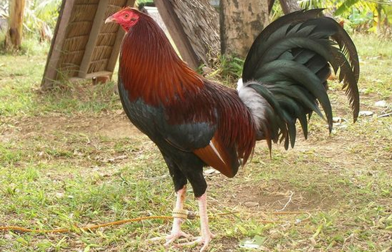 claret gamefowl