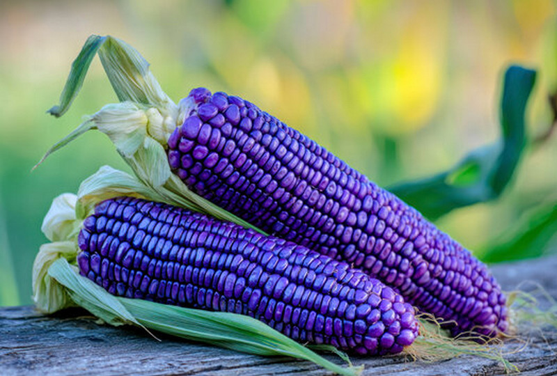 dark purple corn