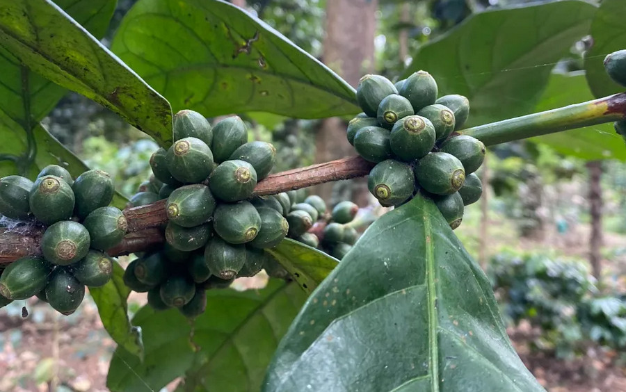 excelsa coffee tree