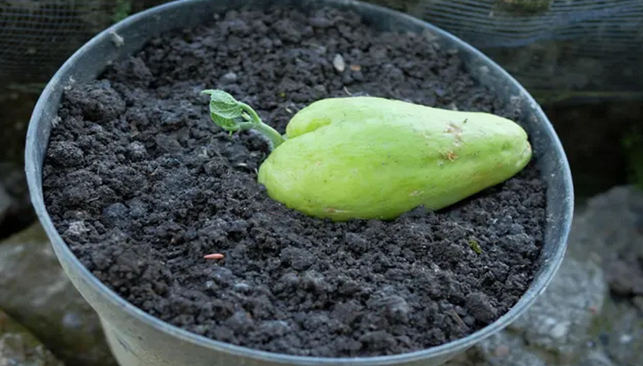 growing chayote