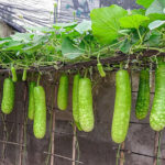 how to grow bottle gourd