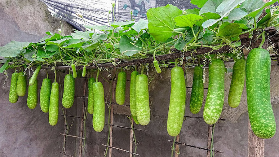 how to grow bottle gourd