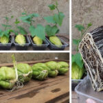 how to grow chayote in pots