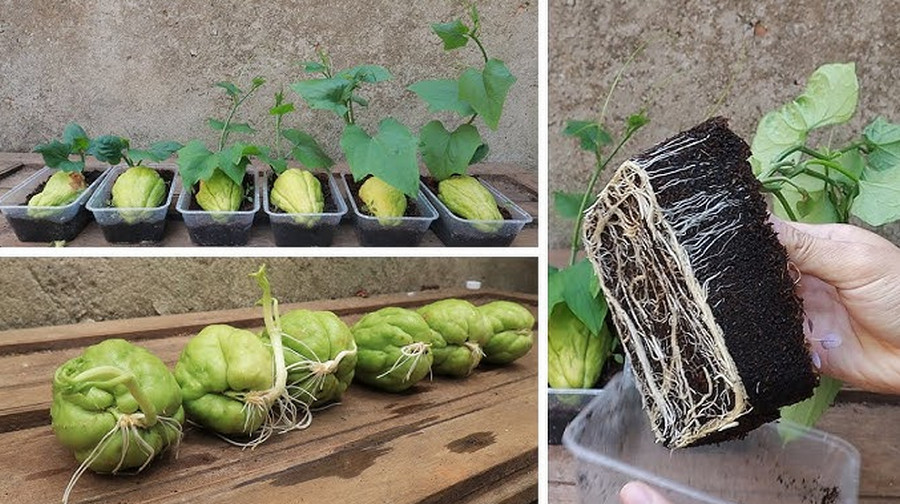 how to grow chayote in pots