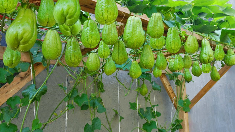 how to grow chayote