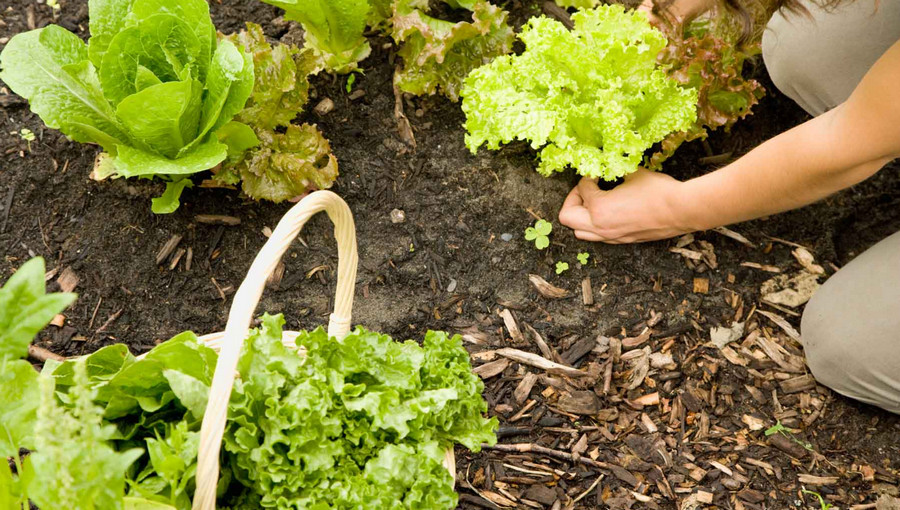 how to grow lettuce