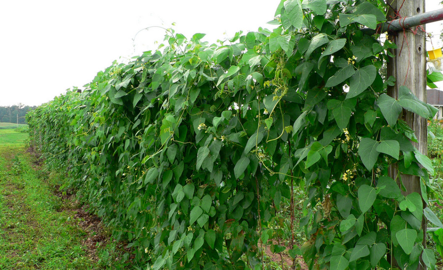 how to grow lima beans