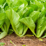 how to grow mustard green