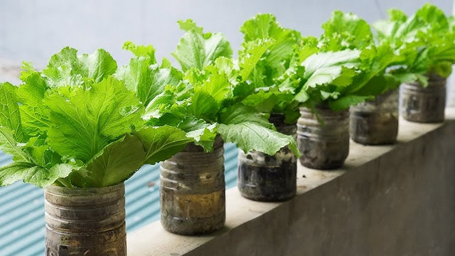 how to grow mustard green in pots
