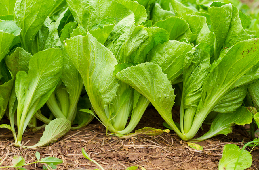 how to grow mustard green