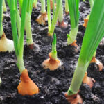how to grow onions ph