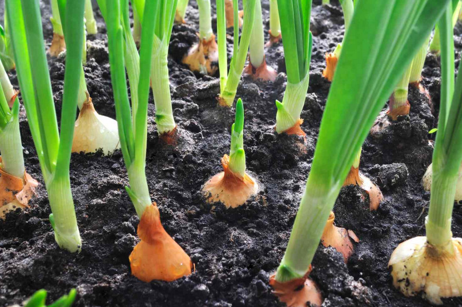 how to grow onions ph