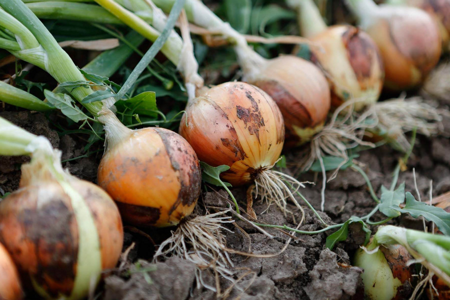 how to grow onions