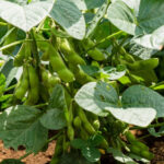 how to grow soybeans