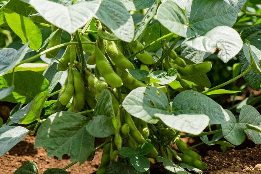 how to grow soybeans
