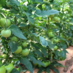 how to grow tomatoes in farm