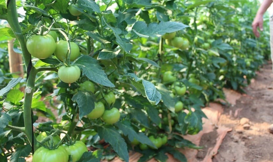 how to grow tomatoes in farm