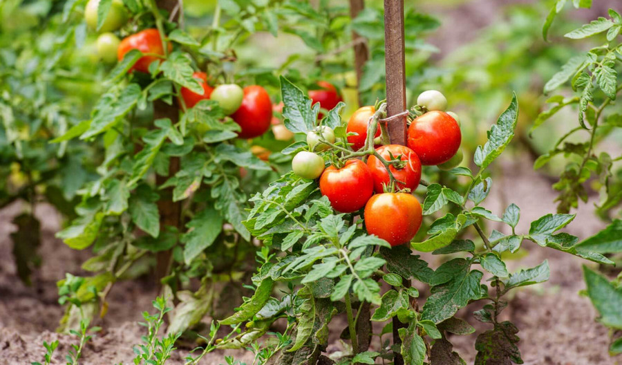 how to grow tomatoes